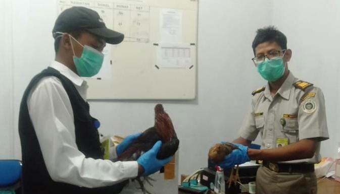 Kapal Penumpang Masuk Bersamaan, Karantina Merauke Lakukan Pengawasan