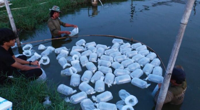 Perkuat Ketahanan Pangan, Koarmada I Tebar Benih Udang Vaname di Tambak Binaan.