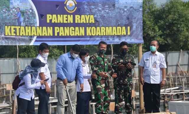 Koarmada I Panen Ikan Kerapu di Tambak Masyarakat Binaan