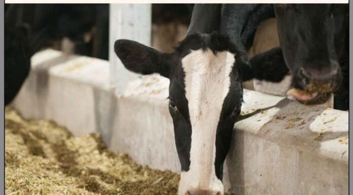 Happy Cows for Delicious and Nutritious Milk