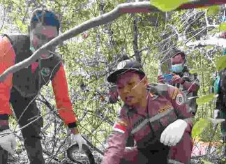 Karantina Pertanian Merauke Ikut Dalam Pelepasliaran Reptil