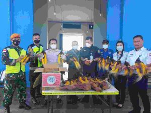 Kerjasama dengan AVSEC, Karantina Merauke Berhasil Gagalkan Pengiriman Awetan Burung Cenderawasih