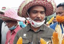 Kementan Genjot Produksi Jagung Untuk Bahan Pangan