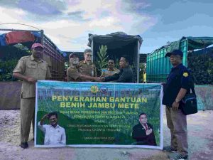 Produksi Benih Unggul, Kementan Melalui BBPPTP Surabaya Bangun Nursery Jambu Mete di Bombana